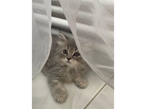 Minik yavrular