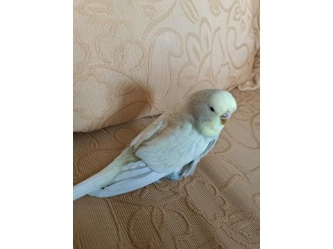 Muhabbet kuşu damızlık dişi