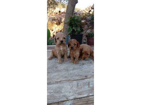 Cocker a kalite uygun geldi
