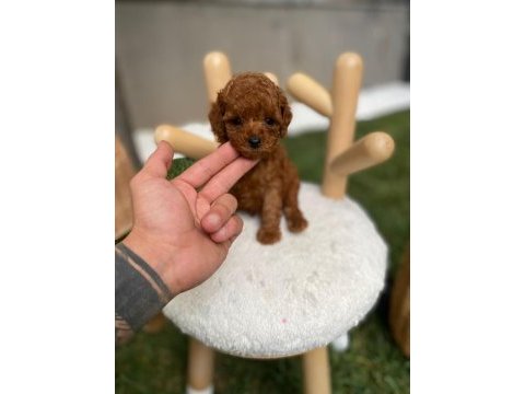 Kore teacup poodle yavrularımız göz kamaştırıyor