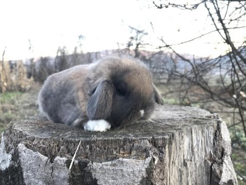 Mini lop tavşanı bebeklerimiz
