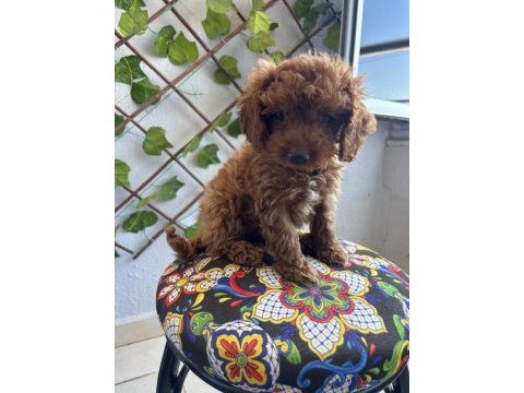Toy poodle yavrular