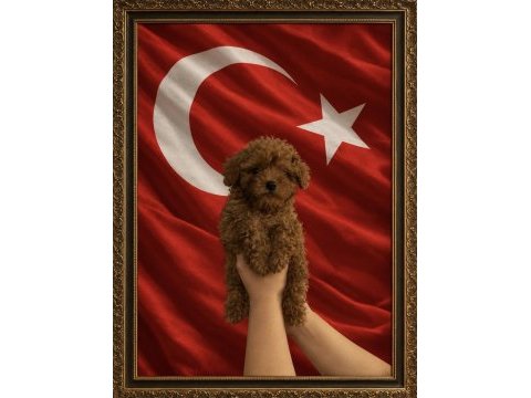 Ev üretimi izmir de orjinal toy poodle