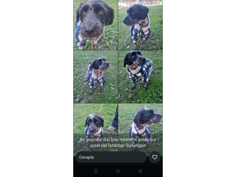 Ücretsiz köpeğimiz