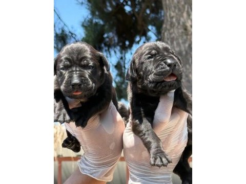 Sevimli cane corso yavrularımız