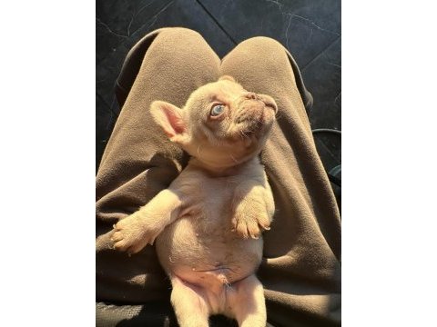 French bulldog