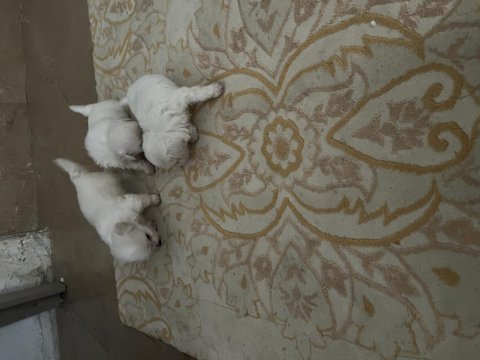 Korekan maltese terrier