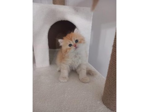 Golden british longhair 55 günlük