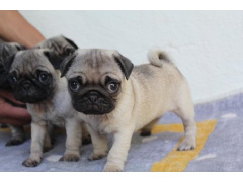 Pug yavruları yeni evlerine gitmeye hazırlar