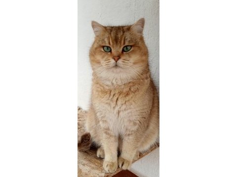 By11 british shorthair çikokata golden