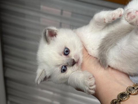 British shorthair beyaz ve lilac bebeklerime yuva arıyorum