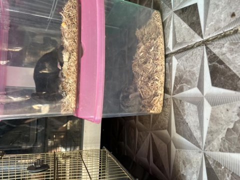 Ücretsiz hamster yavrular