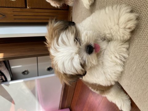 2 aylık mini boy shih tzu eşsiz göz yapısı
