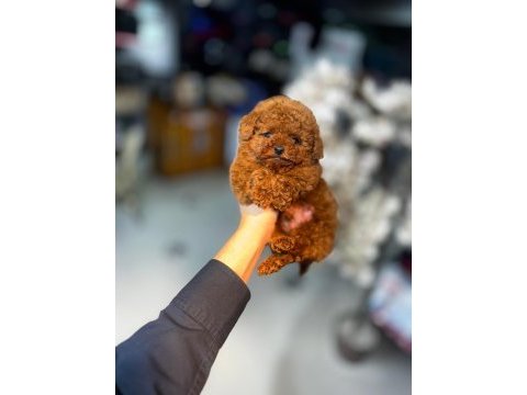 Mini toy poodle yeni yuvasına hazır