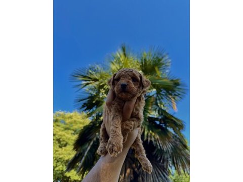 Türünün en miniği mikro poodle redbrown