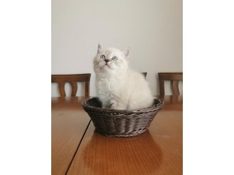 2 aylık british longhair yavrular
