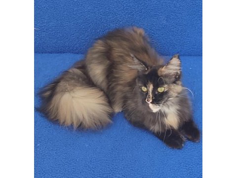 Maincoon dişi kedimiz teslime hazırdır 