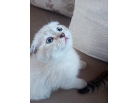 Scottish fold kedisi