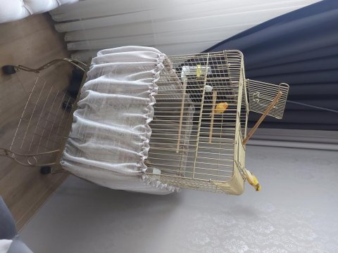Erkek ve dişi kanarya harika büyük kafesle birlikte