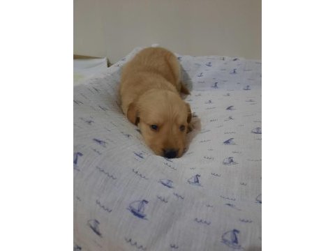 Golden retriever minik yavrular