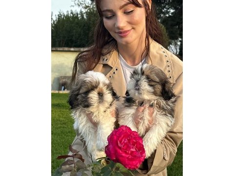 Çok bebiş shih-tzu yavrular