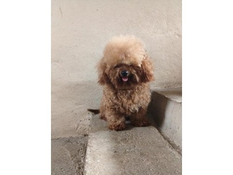 3 yaşında erkek poodle