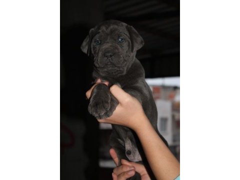 Mükemmel kalite blue&lilac cane corso yavruları