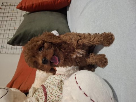 Evinizin neşesi kalbinizin sadık dostu poodle