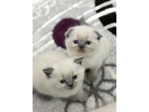 Teslime hazır british shorthair