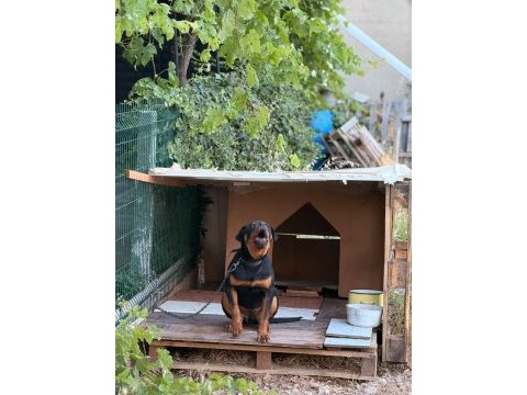 Irkının en iyisi 6 aylık dişi rottweiler