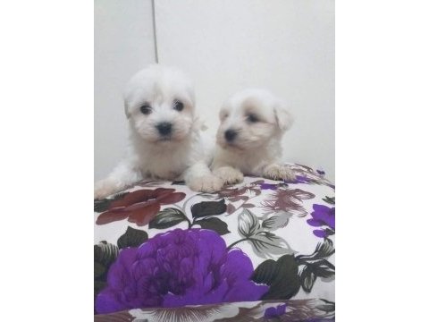 Tecaup maltese terrier