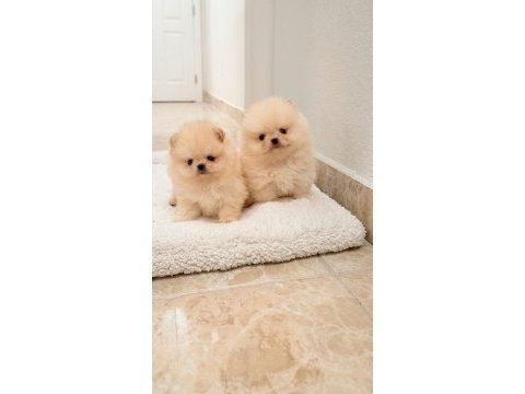 Bal gibi teacup ayıcık mini boy pomeranian