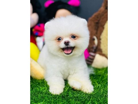 Üreticiden ayı surat pomeranian minik aslanlarımız