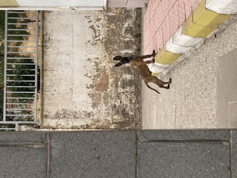 3 aylık erkek belçika kurdu safkan kırıkkale