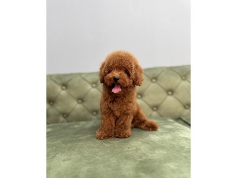 Kore red brown erkek toy poodle yavrumuz
