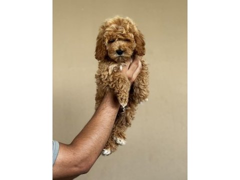 Mersin maltipoo