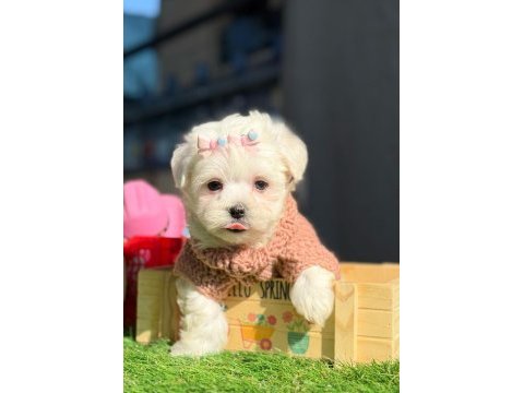 Tea cup kar beyaz maltese terrier yavrular