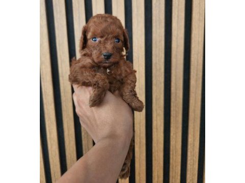 Mükemmel kalitedeki toypoodle yavrularımız 