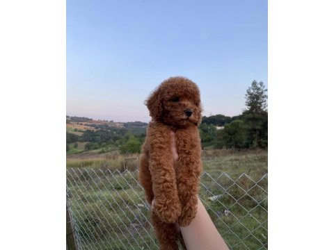 Red brown kore poodle