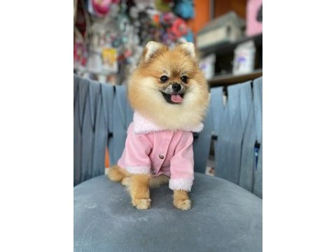 Show kalite pomeranian boo