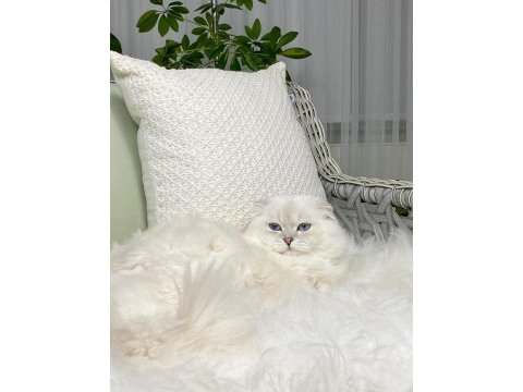 Özel scottish fold longhair erkek