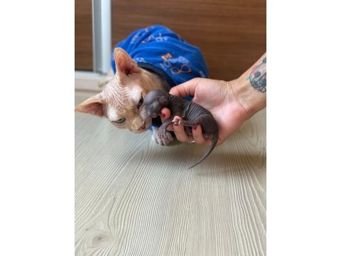 3 haftalık sfenks yavrularımız rezerve satışında