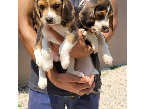 Beagle yavrularımız ırk garantilidir