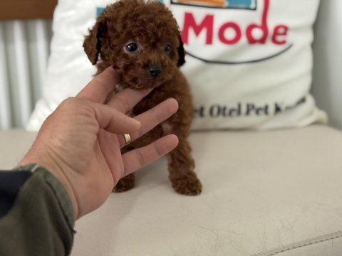 En özelini arayanlar için tea cup kore poodle