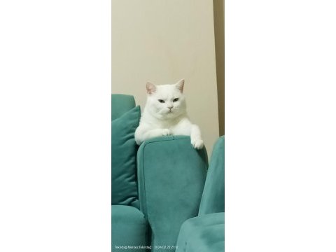 Ücretsiz sahiplendirme british shorthair erkek