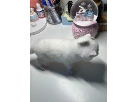 Scottish fold yavru kedim