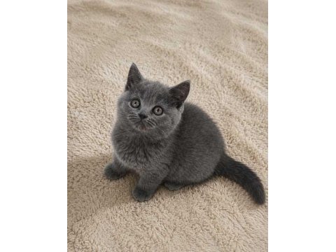 Muhteşem british shorthair blue ve blue point yavrular