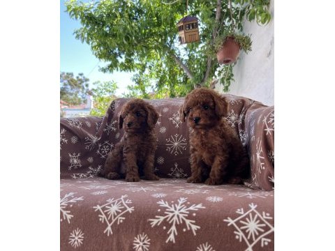 Toy poodle red brown bebekler
