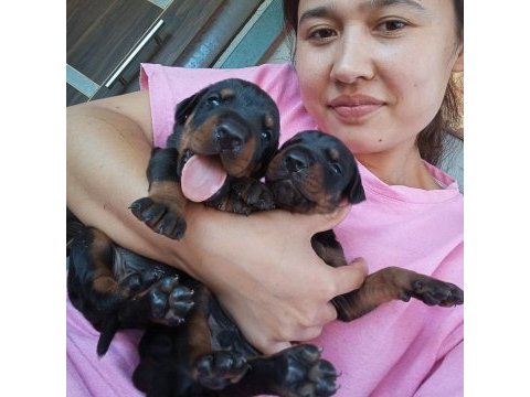 Şecerli doberman yavrularımız