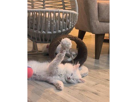 British longhair 2,5 aylık erkek
